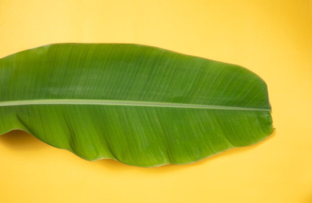 Primer plano de una hoja verde fresca contra un fondo amarillo