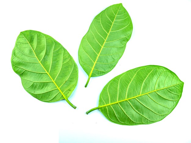 Foto primer plano de una hoja verde fresca contra un fondo blanco