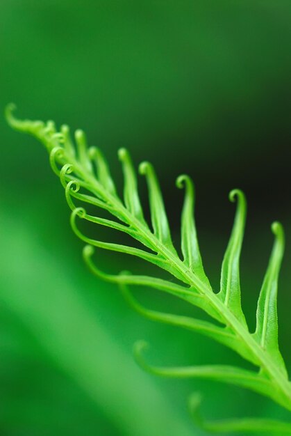 Foto primer plano de una hoja verde fresca