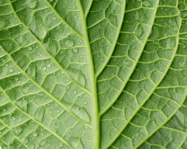 Primer plano de una hoja verde con gotas de agua