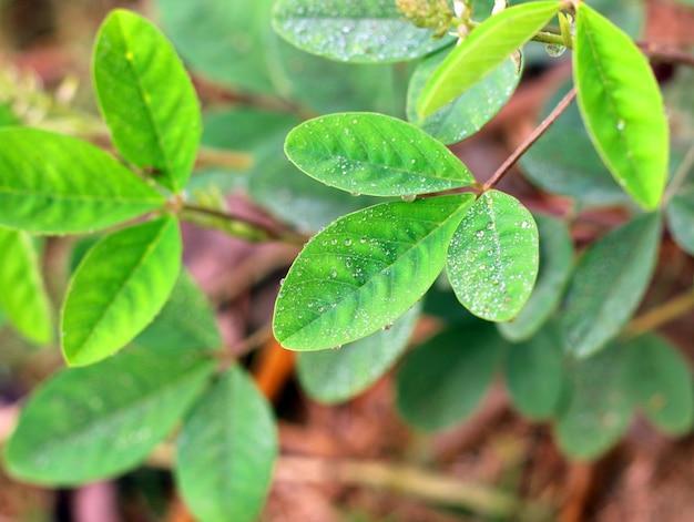 Primer plano de hoja verde con gotas de agua.