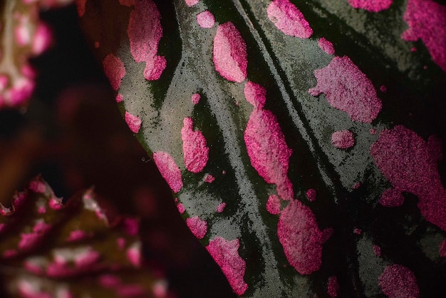 Un primer plano de una hoja verde con manchas rosas