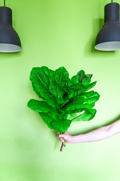 Foto primer plano de una hoja verde en la mesa