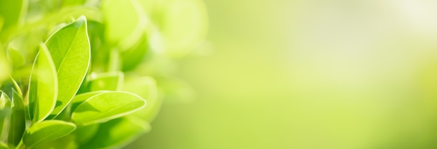 Foto primer plano de la hoja verde de la naturaleza en el jardín de tablein verdor borrosa con bokeh y espacio de copia