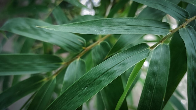 Un primer plano de una hoja verde con la palabra bambú en ella