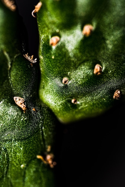 Un primer plano de una hoja verde con la palabra "en ella"