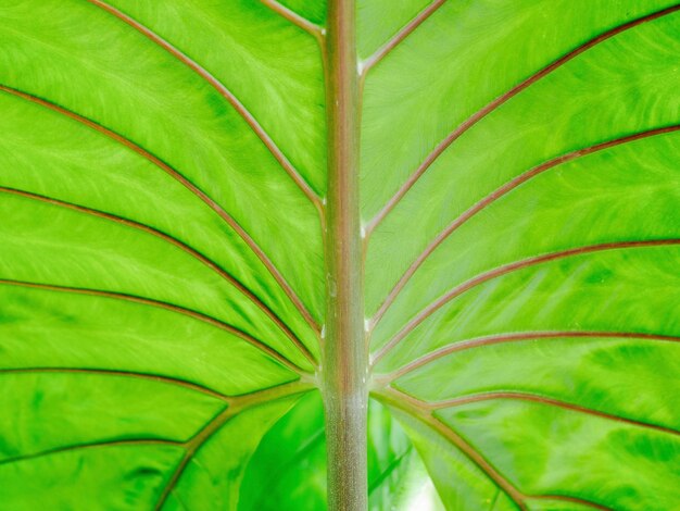 Foto primer plano de una hoja verde en una palmera