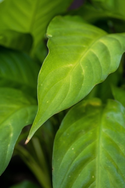 Un primer plano de una hoja verde con la punta de la hoja apuntando hacia el centro.