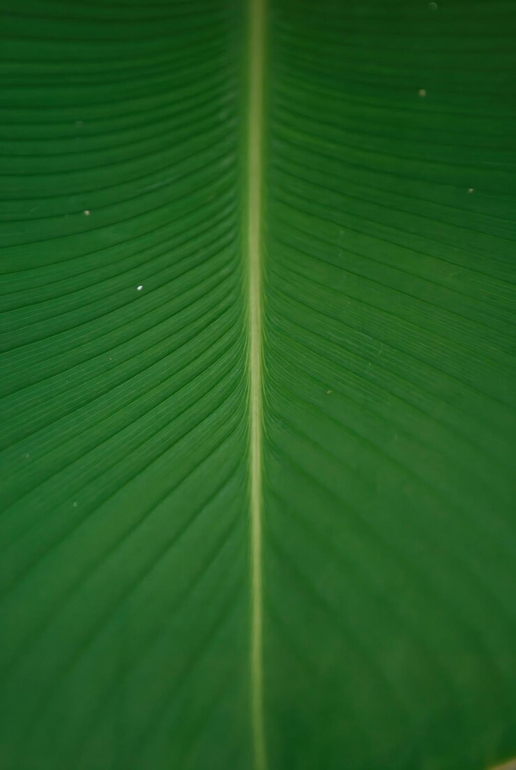Un primer plano de una hoja verde con puntos blancos