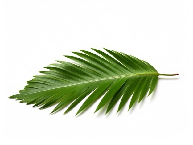 Un primer plano de una hoja verde sobre un fondo blanco ai generativo