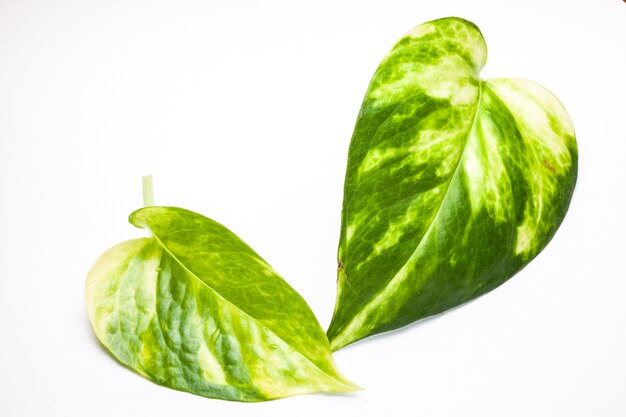 Primer plano de hoja verde sobre fondo blanco