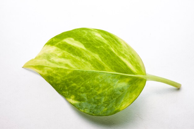 Primer plano de hoja verde sobre fondo blanco