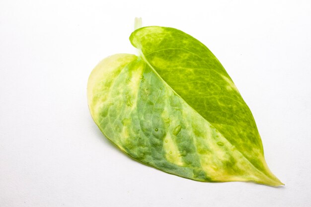 Primer plano de hoja verde sobre fondo blanco