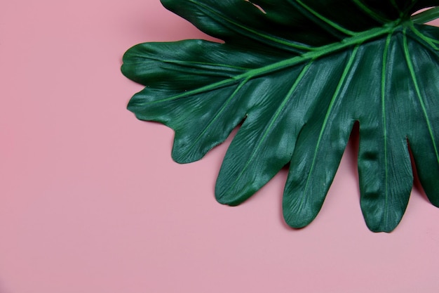 Un primer plano de una hoja verde sobre un fondo rosado