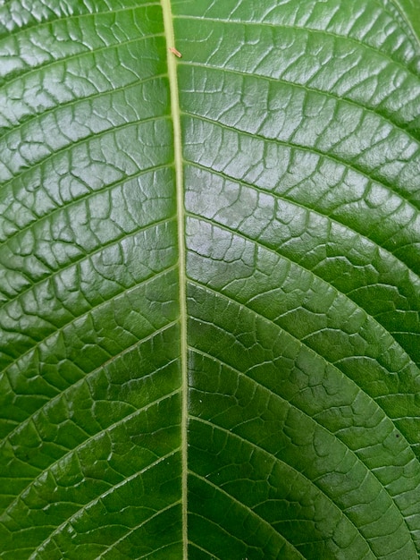 Un primer plano de una hoja verde con la textura de la hoja.