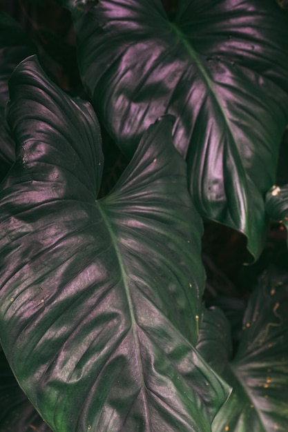 Primer plano de una hoja verde