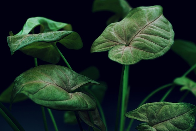 Primer plano de una hoja verde