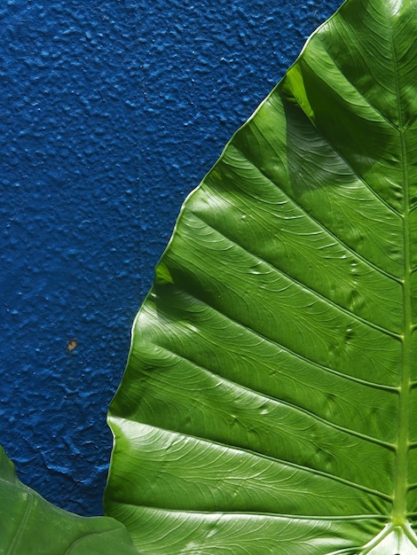 Foto primer plano de una hoja verde