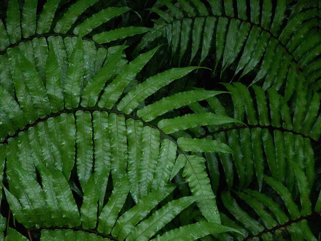 Primer plano de hoja verde