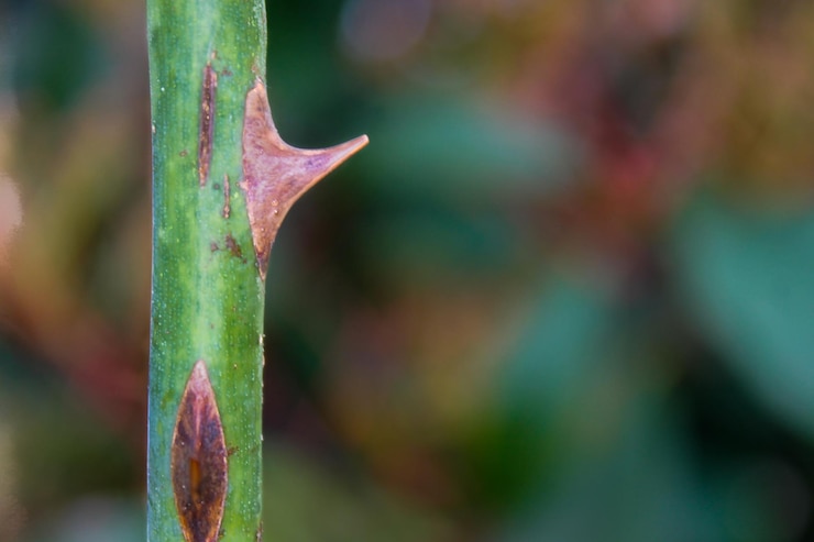 Foto primer plano de una hoja verde
