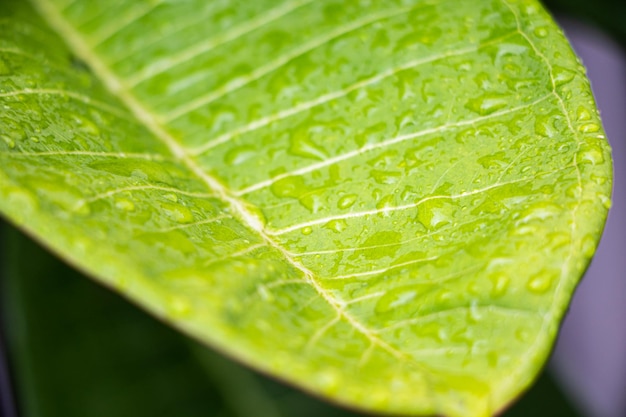 Primer plano de una hoja verde