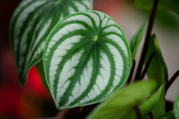 Foto primer plano de una hoja verde