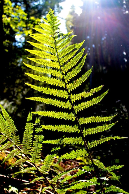 Primer plano de una hoja verde