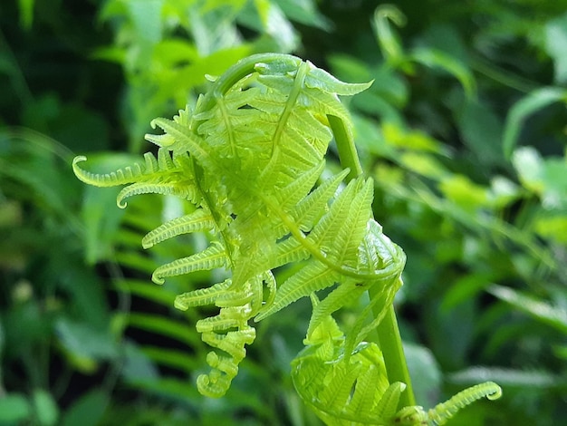 Foto primer plano de una hoja verde