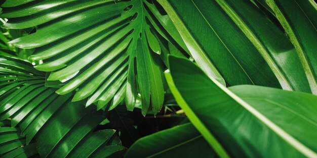 Un primer plano de una hoja verde