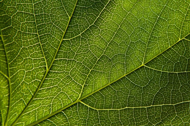 Primer plano de la hoja verde