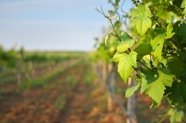 Primer plano de hoja de viñedo