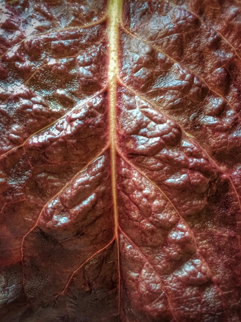 Foto primer plano de la hoja