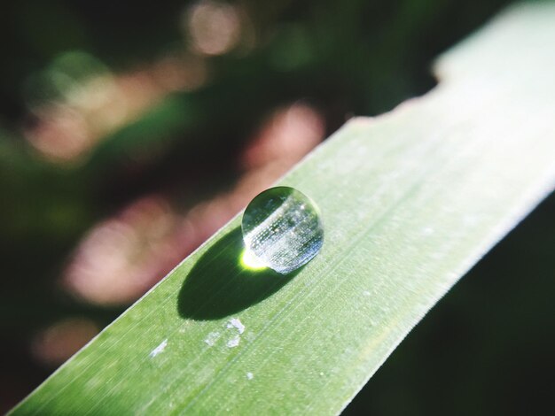 Foto primer plano de la hoja