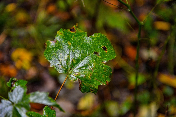 Foto primer plano de una hoja