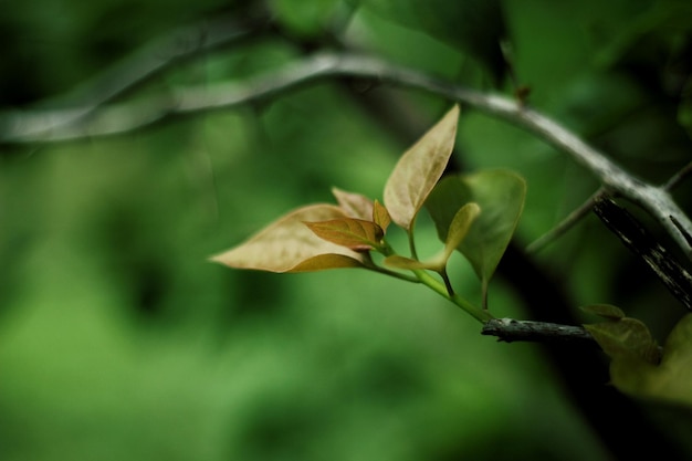 Primer plano de la hoja