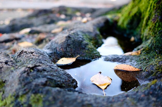 Foto primer plano de las hojas en el agua en la roca