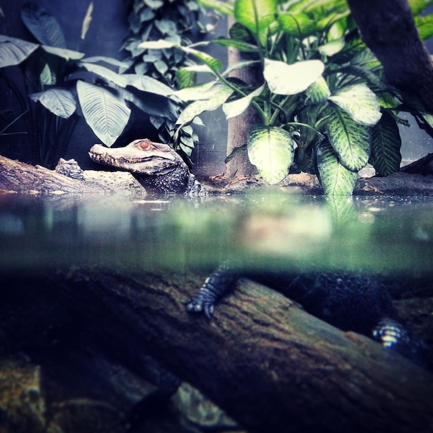 Primer plano de las hojas en el agua