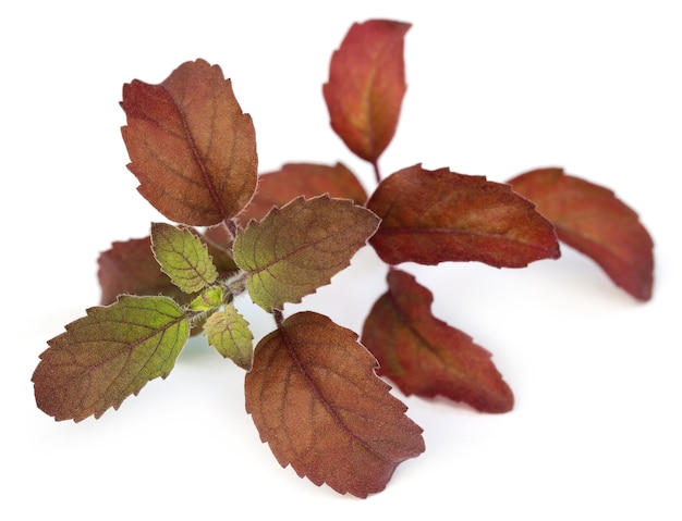 Primer plano de hojas de albahaca roja sobre fondo blanco.