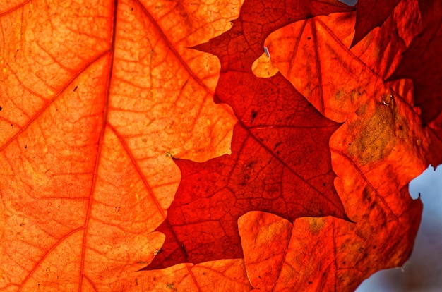 Primer plano de las hojas amarillas de arce durante el otoño