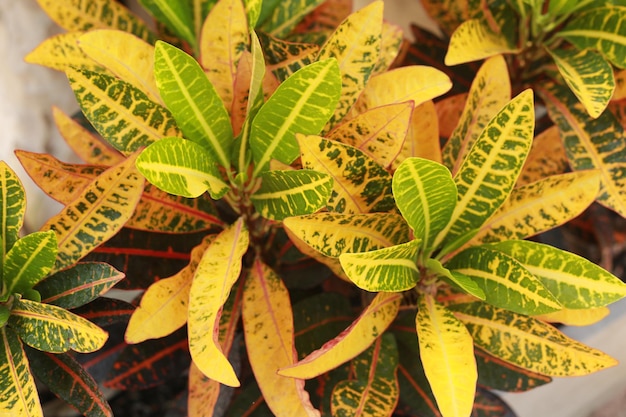 Foto primer plano de las hojas amarillas frescas de la planta