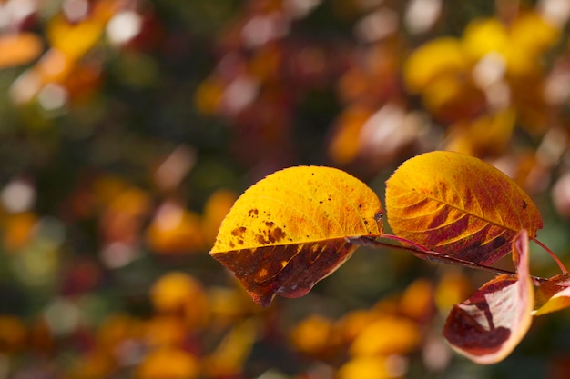 primer plano de hojas amarillas de otoño con fondo borroso