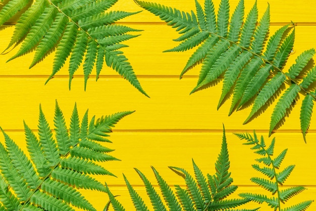 Foto primer plano de las hojas amarillas de la planta