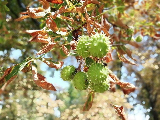 Foto primer plano de las hojas en el árbol