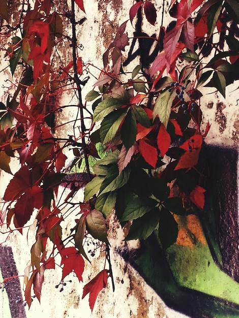 Foto primer plano de las hojas en el árbol