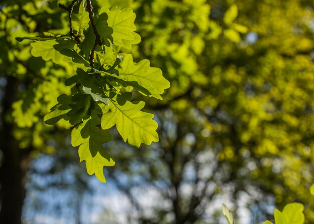 Primer plano de las hojas en el árbol