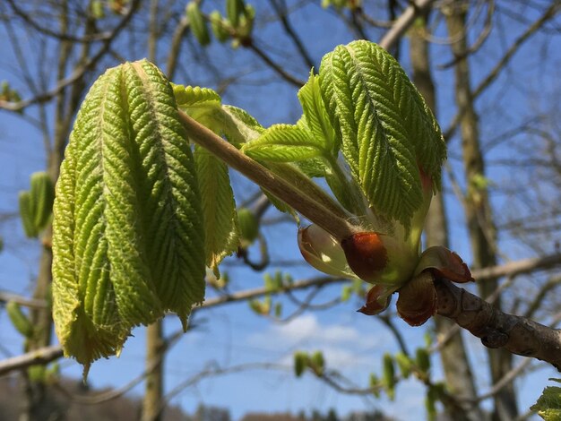 Foto primer plano de las hojas en el árbol