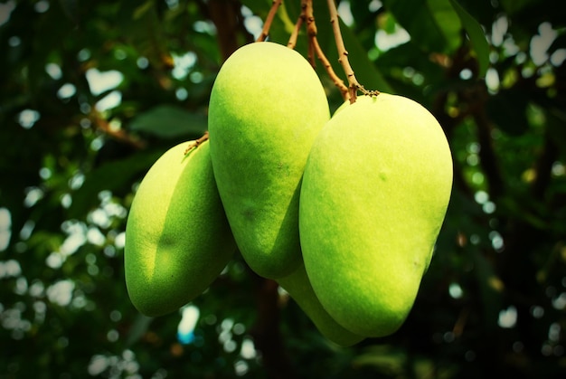 Primer plano de las hojas en el árbol