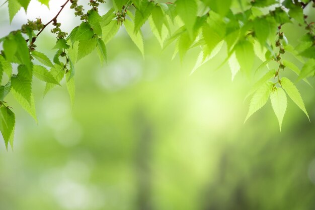 Foto primer plano de las hojas en el árbol