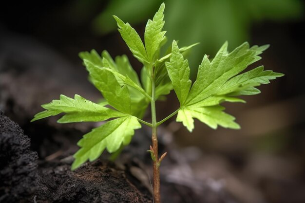 Primer plano de hojas de árboles que brotan nuevo crecimiento creado con ai generativo