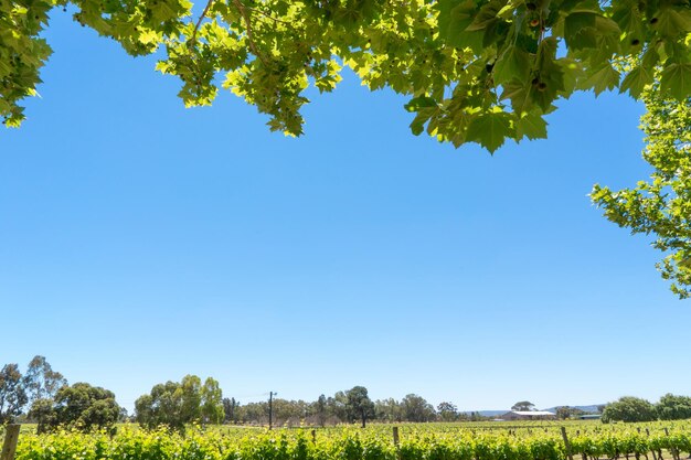 Primer plano de las hojas de los árboles retroiluminados en el cielo azul y el fondo del viñedo